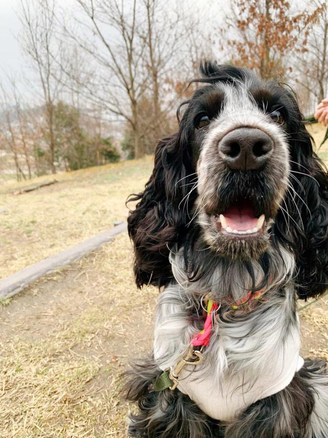 画像2: ときには仲良し犬バディとのお散歩も