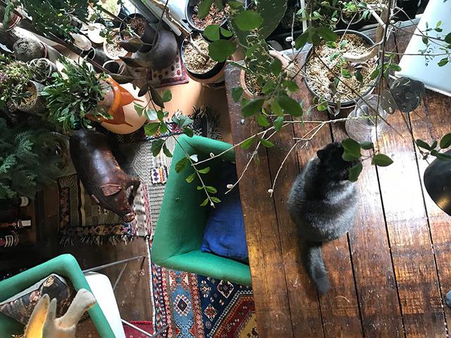 画像8: 我が家の猫、紅子