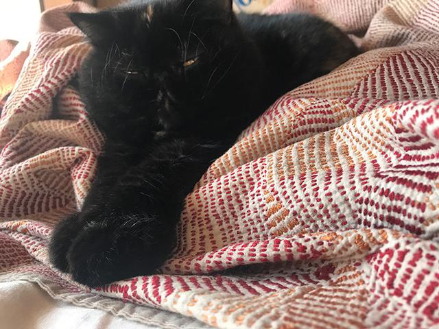 画像7: 我が家の猫、紅子