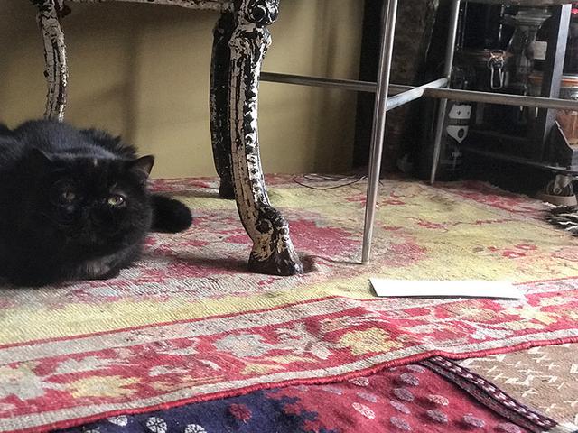 画像2: 我が家の猫、紅子