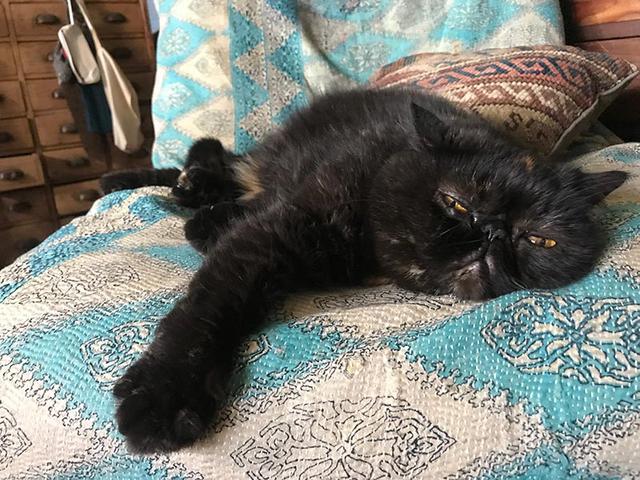 画像4: 我が家の猫、紅子