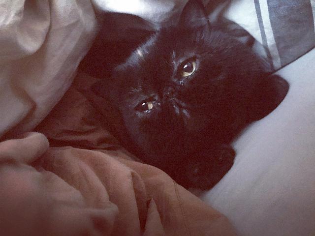 画像6: 我が家の猫、紅子