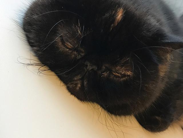 画像5: 我が家の猫、紅子