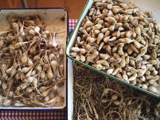 画像: 小屋で選別作業。たね球と食べる分とを分けます。大きくてしっかりと育ったものをたね球として残します。皮むき後に量ると、食べる分だけで1キロありました