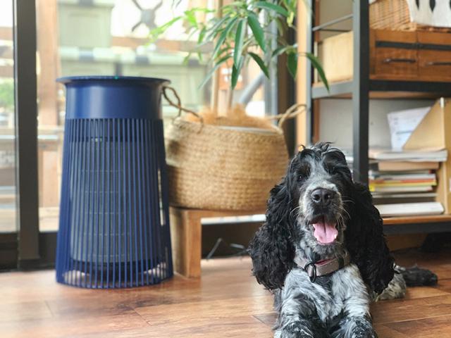 画像1: 保護犬は年齢や誕生日がわからない