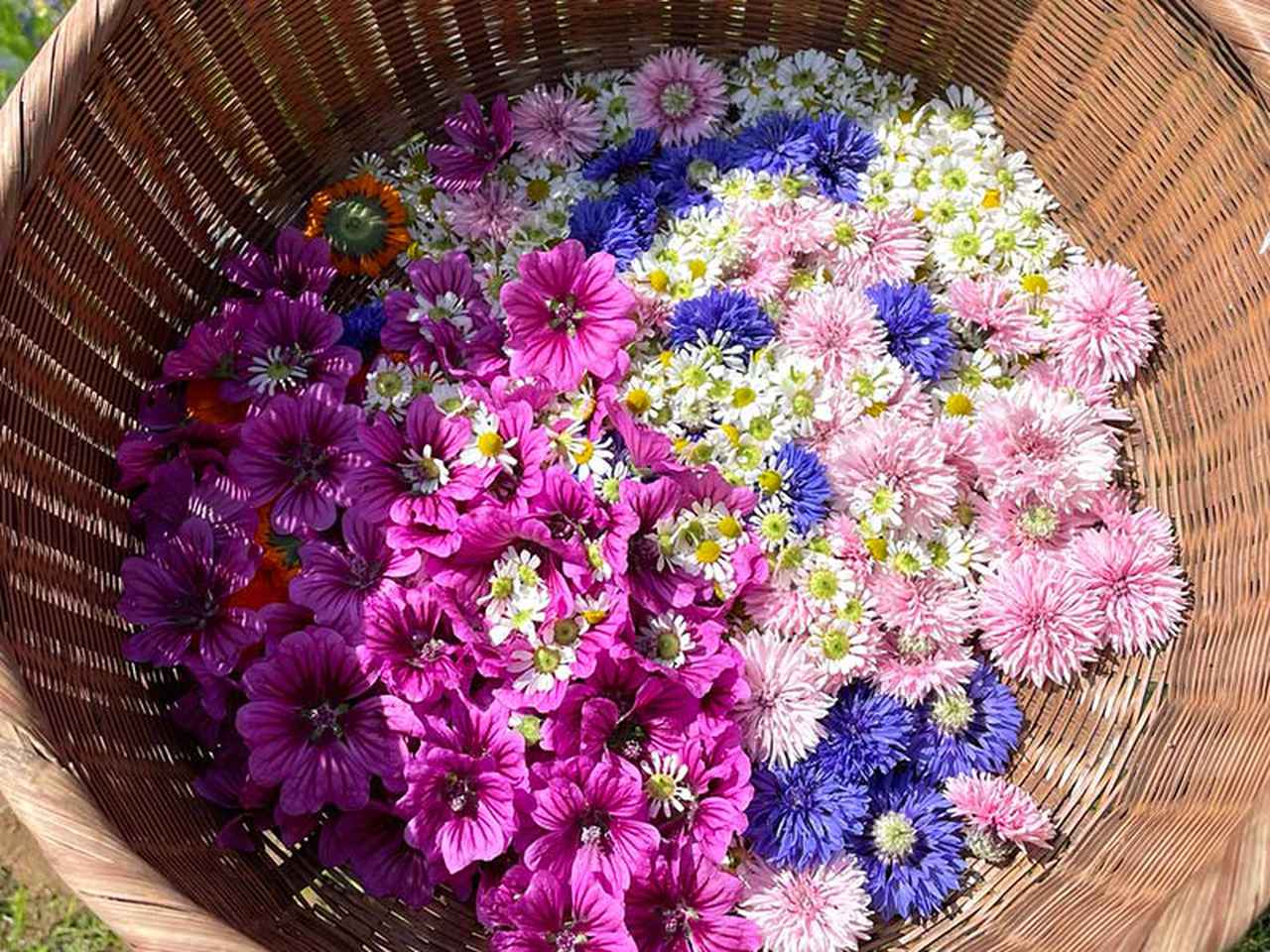 美しい花ハーブの季節 きれいを保つ摘み方のコツ ハーブ農家のハーブ生活