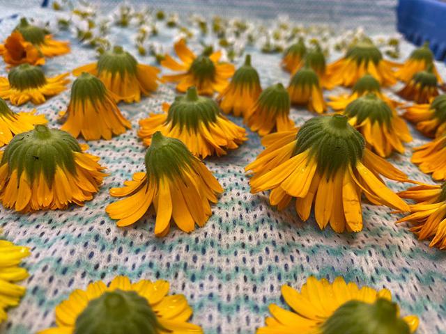 画像1: 花を乾燥させる方法