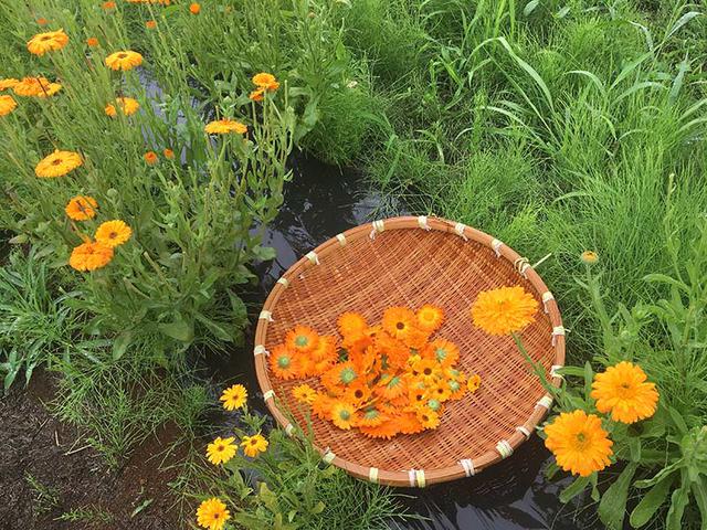 画像: 花物のハーブが盛りを迎える初夏