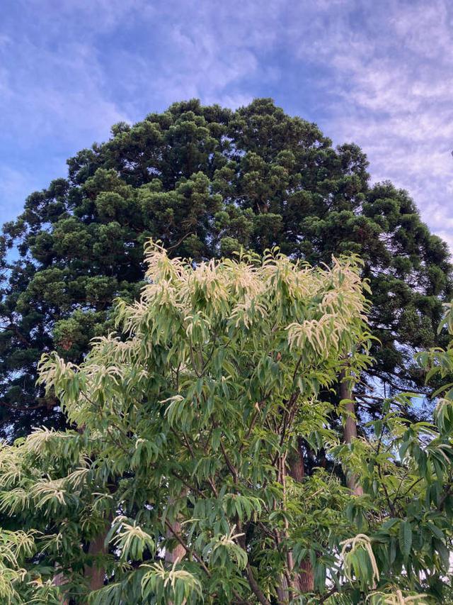 画像: 栗の花が咲いています