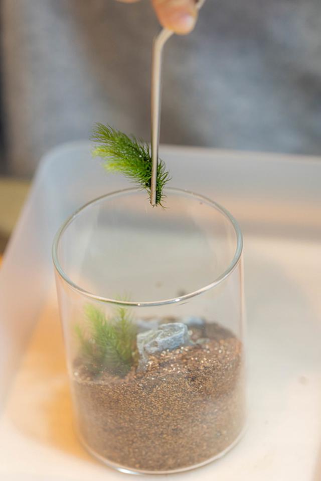 画像: こけを植えた後は、ピンセットの先端をそーっと開いて、ピンセットだけ抜き取りたいのですが、何度か失敗してこけの束ごと持ち上げてしまいました。ピンセットをつまむ力の加減が難しかったです