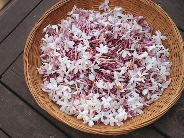 画像: 摘みたてのハゴロモジャスミンの花。芳香がとても強くて華やかで甘い香りは数軒先まで届きます