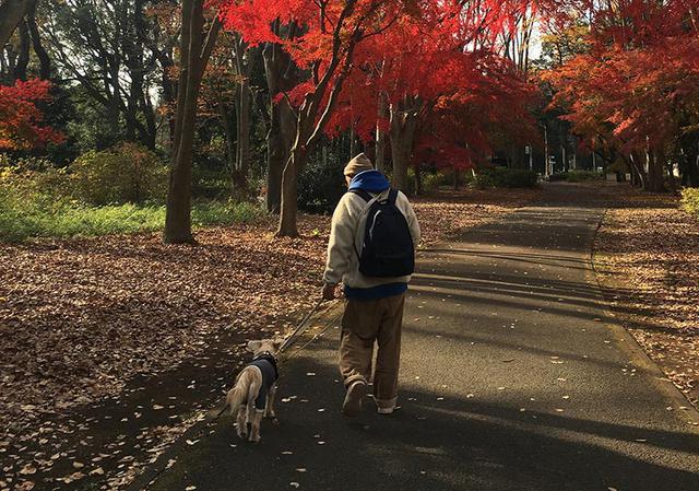 画像: 紅葉の中散歩するのは気持ちいいものです