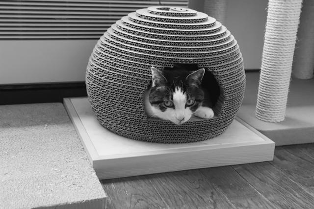 画像: ドーム形の猫ベッドにすっぽり。ご機嫌の福助