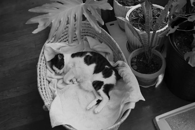 画像: 福助は来客にかまわずよく眠る猫