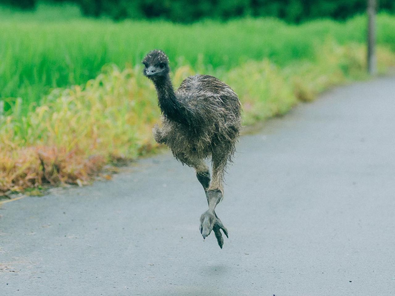 一心不乱に全力疾走 エミューちゃん 走るよろこびに目覚める 山のエミューちゃん日記 砂漠