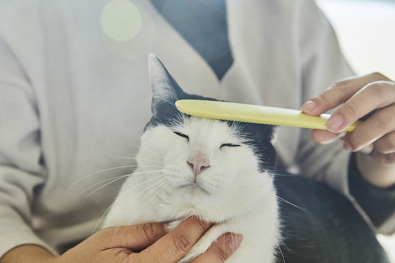 画像: 猫もご満悦の様子。やすり面は、どの方向からでも撫でることができて便利です