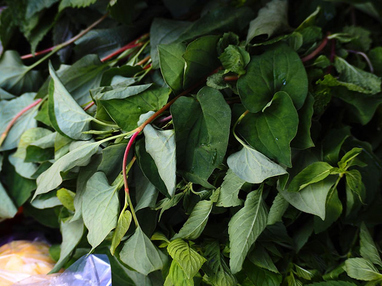 ベトナムで出会った、日本でもおなじみの薬草「ドクダミ」／野草研究家