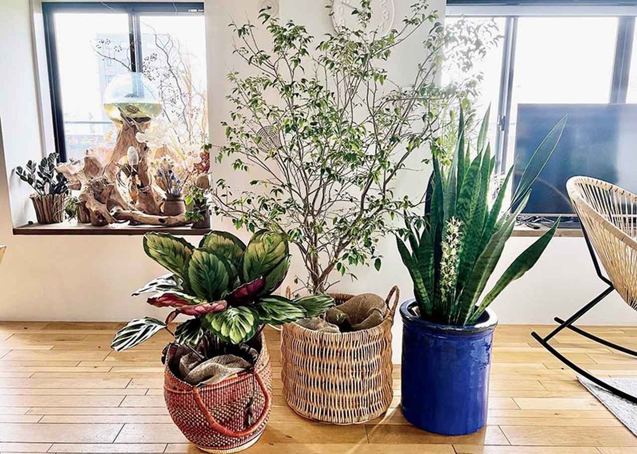 観葉植物をもっと楽しむ「インテリアの工夫」4つ。飾り方・選び方で 