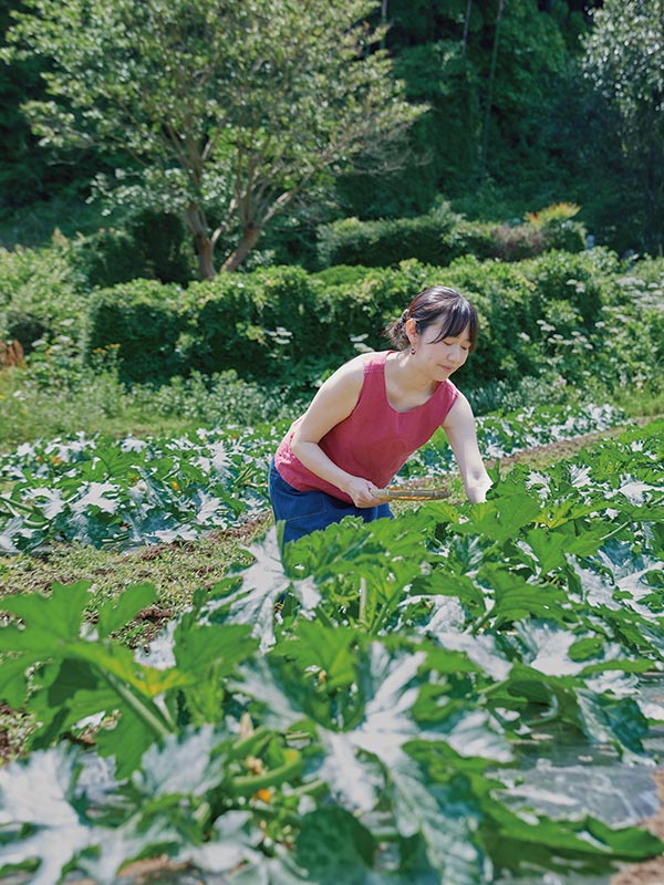 画像: 畑でズッキーニを摘果。夏野菜は成長が早いので、追われるように農作業