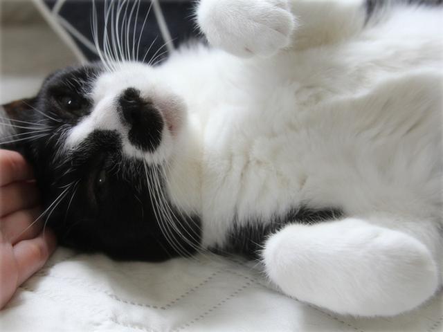画像: 生きづらい世界で、猫が教えてくれたこと - 天然生活web