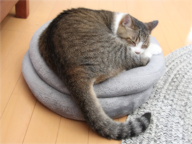 画像: 「でかお」のお気に入りの場所
