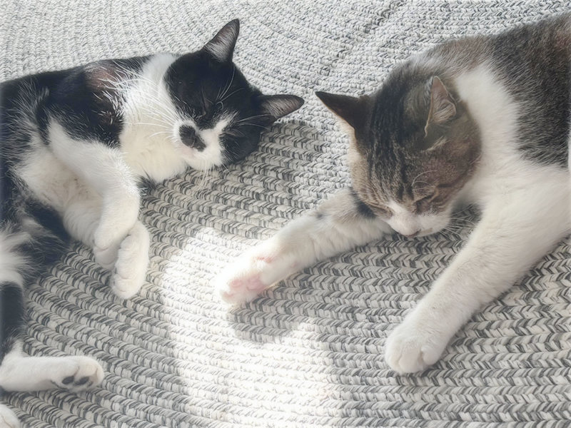 画像: 猫が近くでくつろいでくれる幸せ