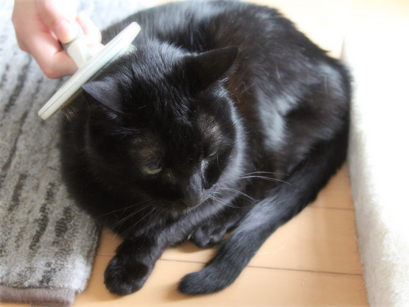 画像1: 猫に薬やサプリをスムーズに飲ませる方法