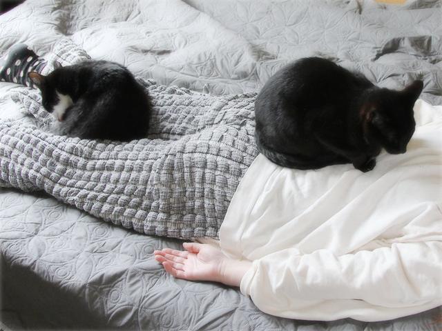 画像: 生きづらい世界で、猫が教えてくれたこと - 天然生活web