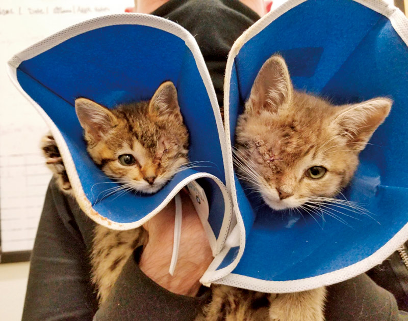 画像: オレゴン州では“セカンドチャンス制度”によって、全米全体の保護犬への理解を底上げしている ©The Pixie Project