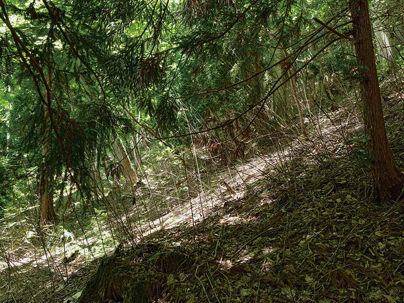 画像: スズタケの群生地だった鳥越山。2018年ごろから花が咲いて枯れ始め、無残な姿をさらしている