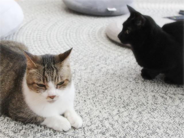 画像: 生きづらい世界で、猫が教えてくれたこと - 天然生活web
