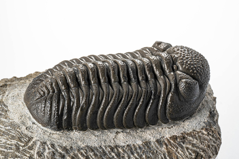 画像: 編集部員からは「キ〇イ！」と拒絶された、4億1600万年～3億5920万年前の生き物の化石。菅沼は、某・風の谷に押し寄せてくる「王〇に似てる！」といっていましたが、「○蟲は好きだけど三葉虫はちょっと……」とのことでした。大きさの問題なのでしょうか？