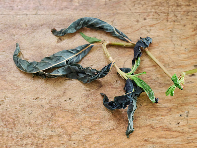 画像5: はじめての「藍染め」家庭で手軽に楽しめる“藍の生葉”の草木染めの方法を詳しく解説／テキスタイルデザイナー・橋本杏菜さん