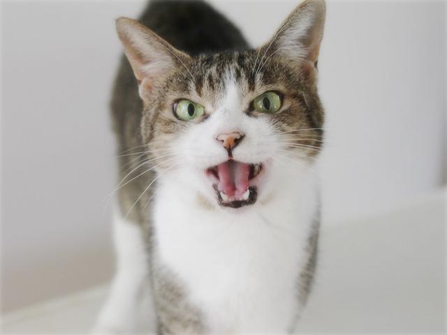 画像: 生きづらい世界で、猫が教えてくれたこと - 天然生活web