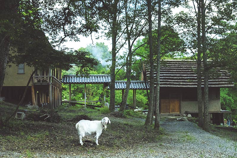 画像: 新居は傾斜に合わせ、礎石に柱を立てる構法で建てた。山羊のこはむものんびりと暮らす