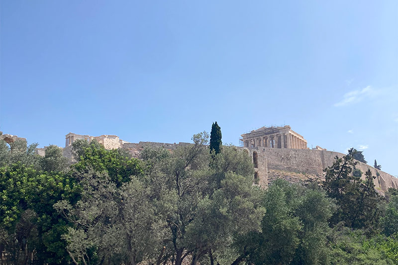 画像2: ギリシャを象徴する植物「オリーブ」