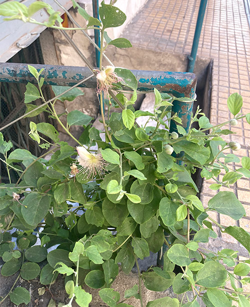 画像3: 市場で出会ったケイパーの花