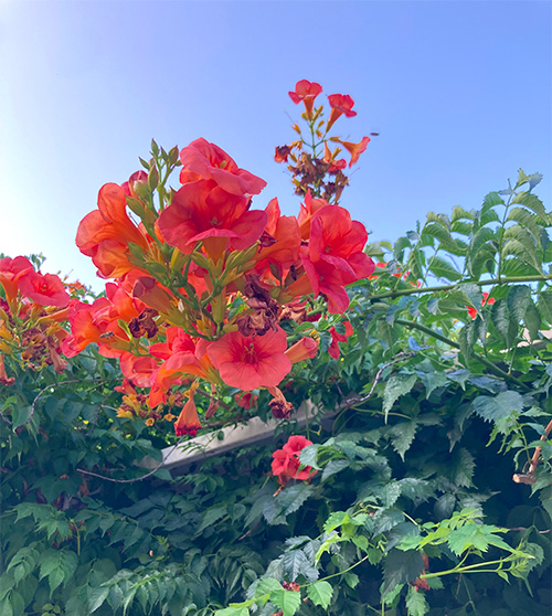 画像2: はちみつの蜜源になる、美しい花々
