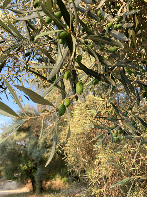 画像1: ギリシャを象徴する植物「オリーブ」