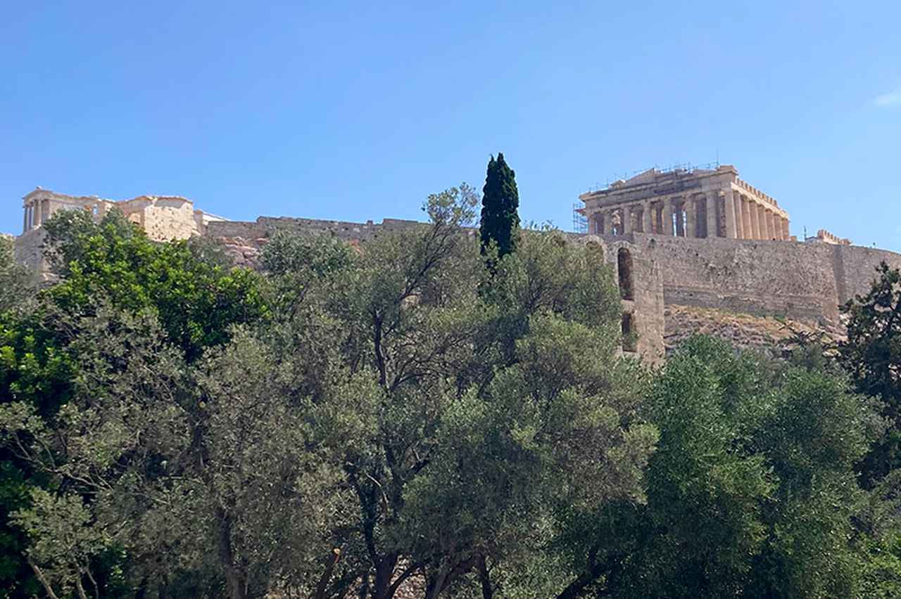 画像: ハーブを探して、初夏のギリシャを巡る旅。アクロポリスの丘の上“女神アテナ”の神殿で、ギリシャの象徴「オリーブの木」と出会う／ハーバリスト・石丸沙織さん - 天然生活web