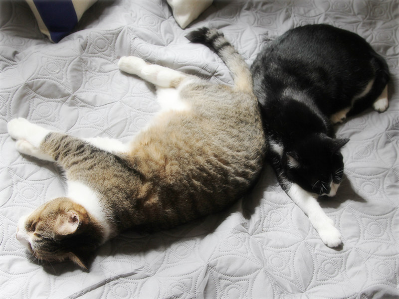 画像: イタズラに疲れて眠る猫たち