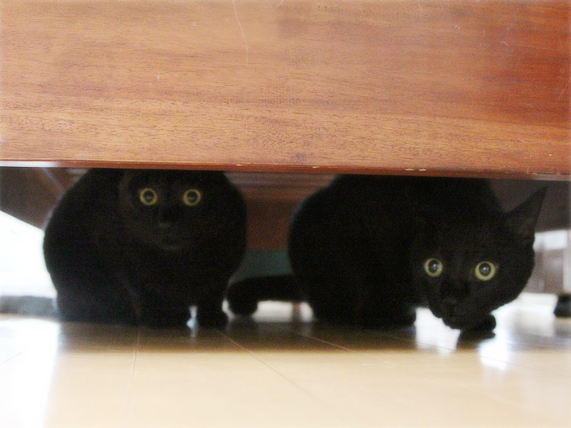 画像: お風呂ってこわい!と怯える若い猫たち