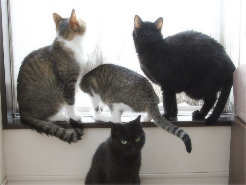 画像: 窓辺でセミに夢中の猫たち