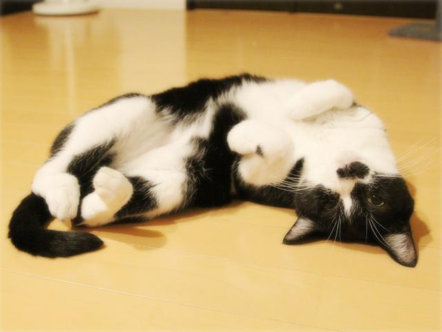 画像: 生きづらい世界で、猫が教えてくれたこと - 天然生活web