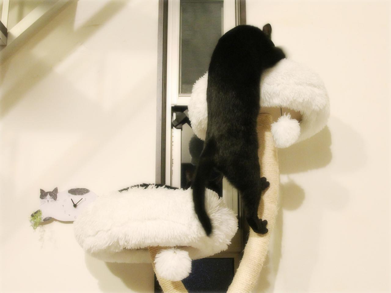 画像: キャットタワーに夢中!