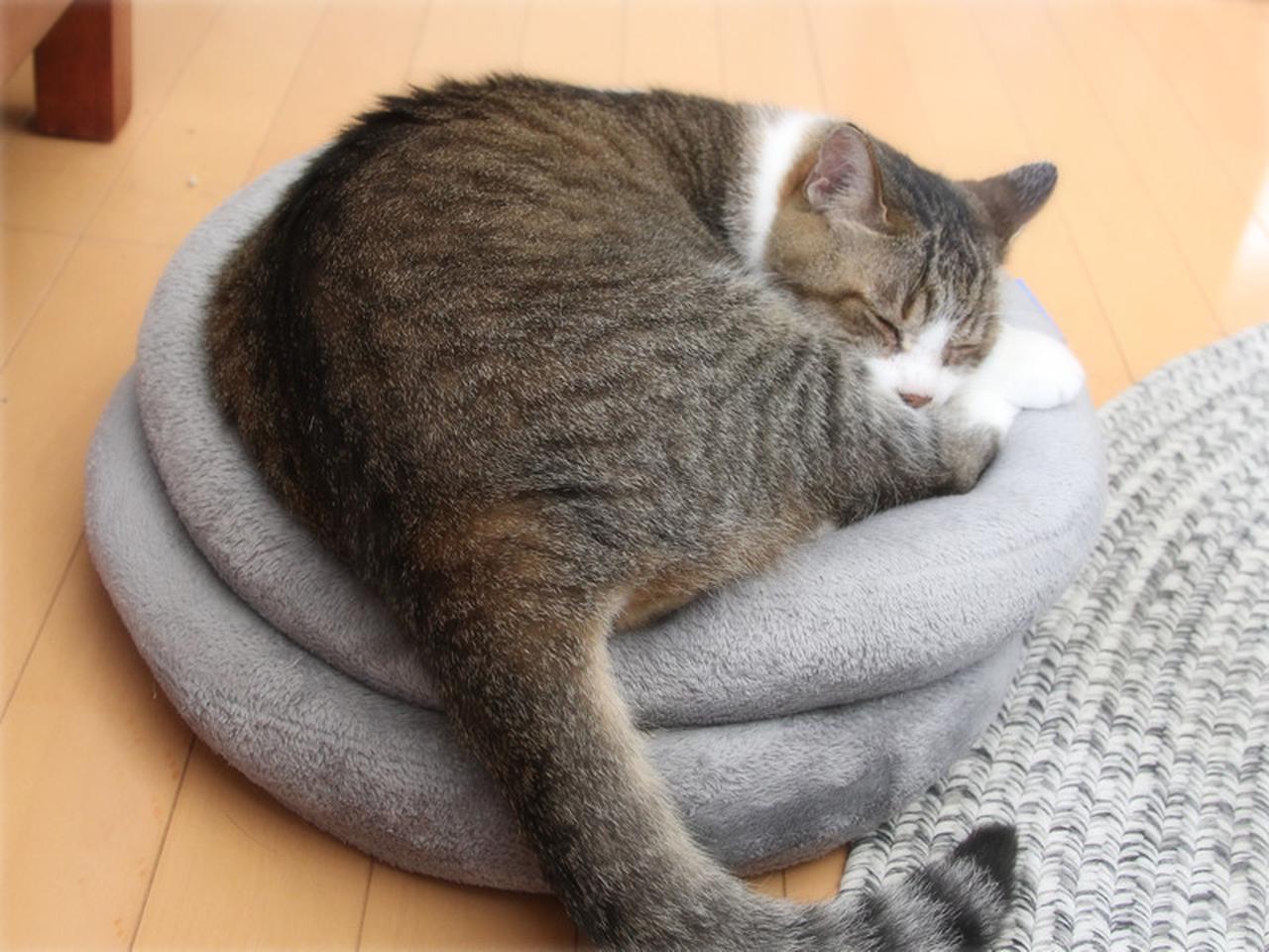 画像1: 自然に沿って心身を整えることを猫から学ぶ