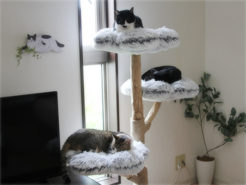 画像1: 猫の健康を維持するためにやっているダイエット法