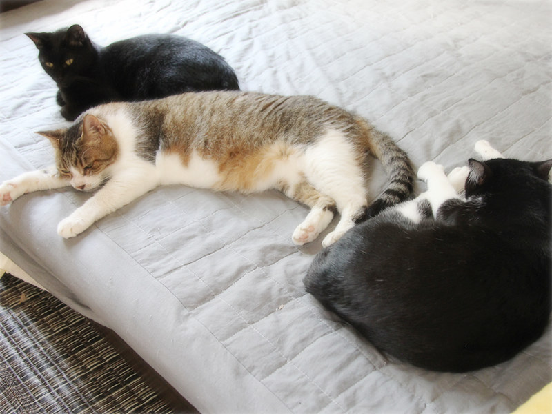画像: 猫は「自律神経を整える天才」。夏の疲れをいやすお手本に