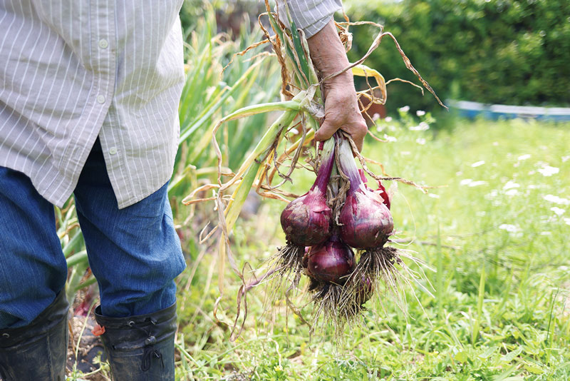 画像: 島暮らしとともにはじめた野菜づくり。ひたむきに畑と向き合い、収穫へ