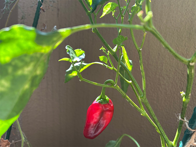 画像2: 人も植物も北向きがお好き? 反省しきりの夏のベランダ菜園